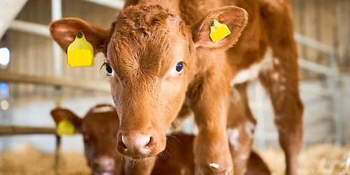 Farmers and their animals: a photo exhibition