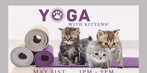 Yoga with Kittens