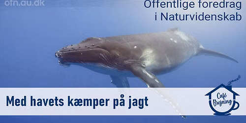 Offentlig foredrag i Naturvidenskab: Med havets k\u00e6mper p\u00e5 jagt
