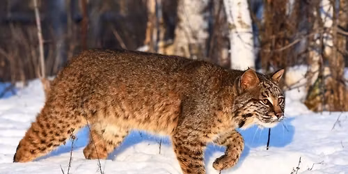 Coffee Chat with a Nat: Wild Cats of Minnesota
