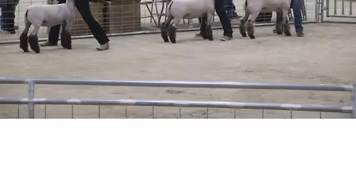 Churchill County Junior Livestock Show & Sale