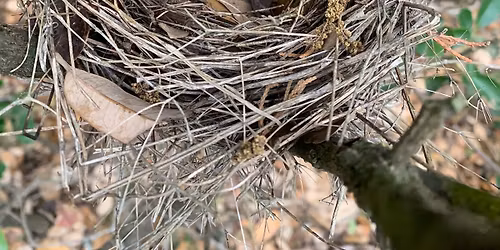 S'mores Storytime: The Nest That Wren Built