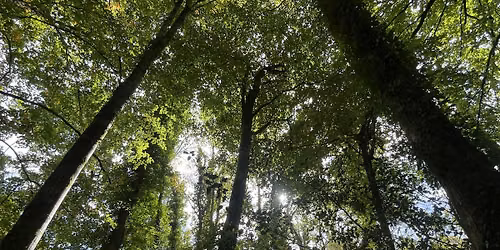Summer Solstice Yoga & Forest Bathing