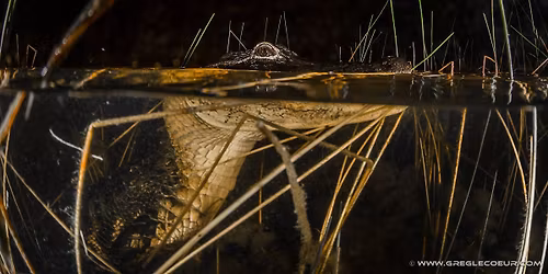 Gator Nights Everglades Eco Airboat Adventure