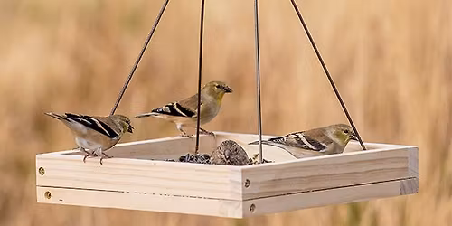 Build a Birdfeeder