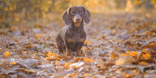 Dachshund - Play Session - Llangefni
