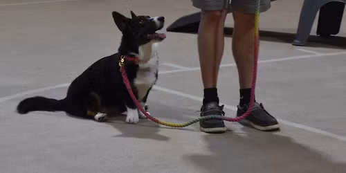 Beginner Puppy Class (ages 7 weeks-6 months)