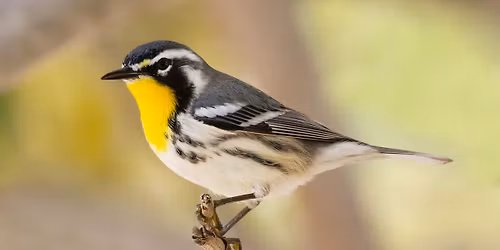 Make it Count for the Birds