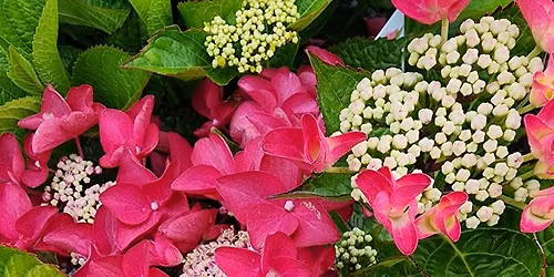 spiritual Wellness Centre Dunedin 