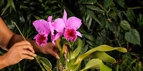 Expert Is In: Growing Orchids at Home