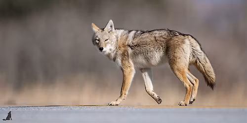 A True Tail: Life with Coyotes Nature Walk