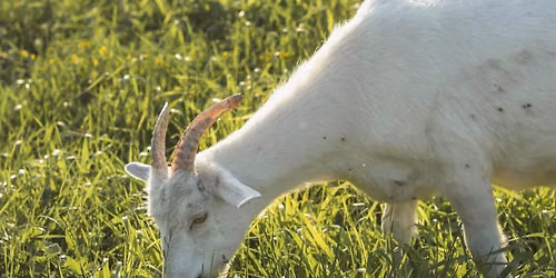 Goats in the City: FireSmart Educational Event