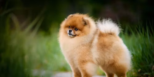 OPEN DAY - POMERANIJOS \u0160PIC\u0172 DIENA