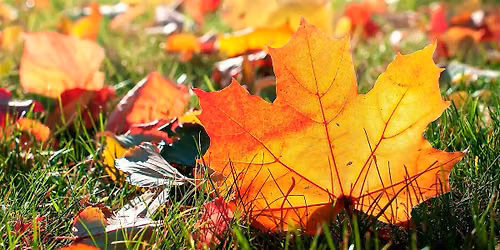 Fall Landscaping & Plant Selection