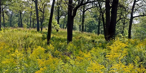 Herb Walk in High Park ($35)