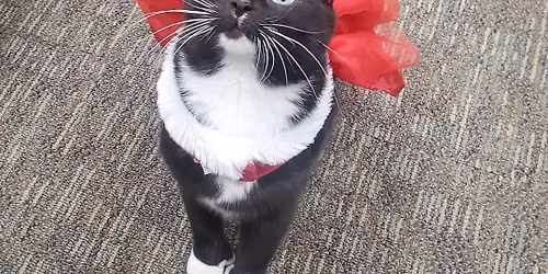 Polly the Therapy Cat! 