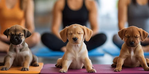 Zen + Tails: Free Puppy Yoga &  Adoption Event Supporting Soul Dog Rescue
