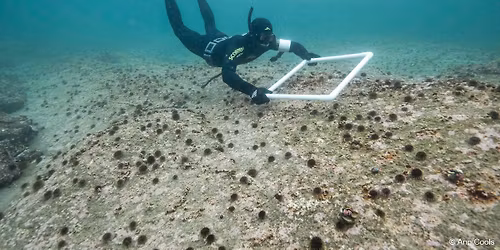 Telegrafbukta: restore a kelp forest with the Kelpers!