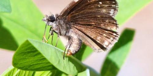 Butterfly Walk at Sweet Run