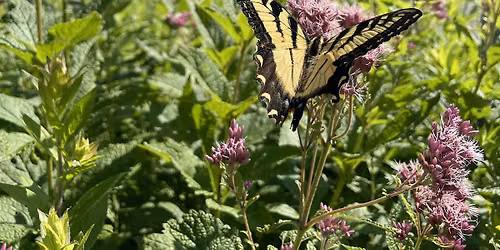 Eco-Landscaping for Resilient Cities
