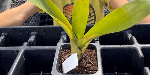 Eco Explorers- Botany 