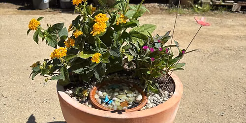 Plant Camp - Backyard Pollinators