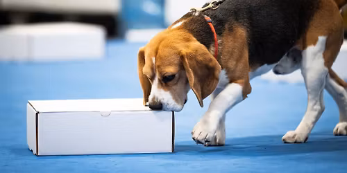 RMBC Spring AKC Scentwork Trial