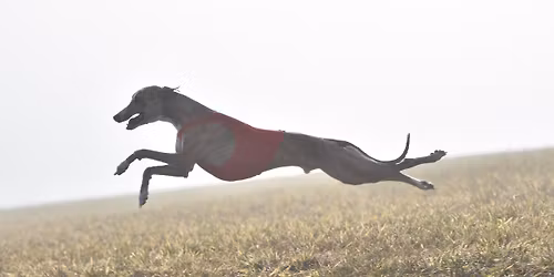 Coursing v Medlank\u00e1ch