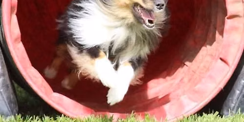 Concours Agility Club Canin de Bischheim 