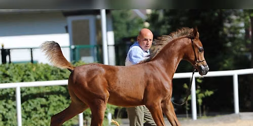 Brown Horse