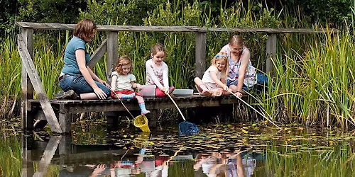 WILDFAMILIES Pond dipping at The Wolseley Centre