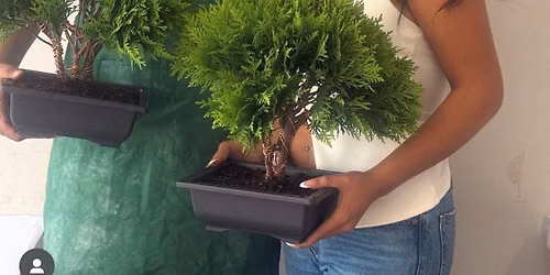 Date Night Bonsai