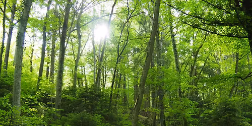 Balade \u00e0 la rencontre des \u00e9nergies de la for\u00eat et du petit peuple