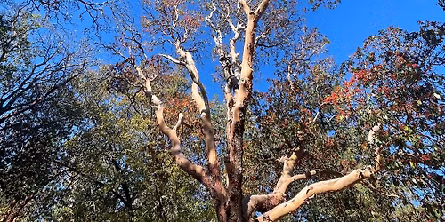 Wildflower Focused Sterling Mine Ditch and Armstrong Gulch Loop Hike *Registration & Fee Required*