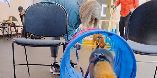 Surviving Puppyhood - Dog Training