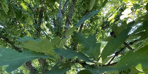 Tree Collection Walk: Oaks