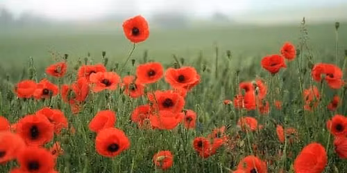 Festival of Remembrance Concert