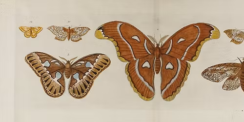 The Collectors: A Life in Lepidoptera Opens to the Public