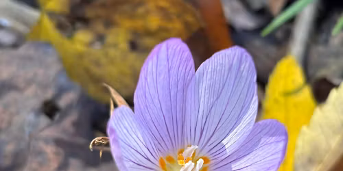 Tai Chi Gung Standing Class
