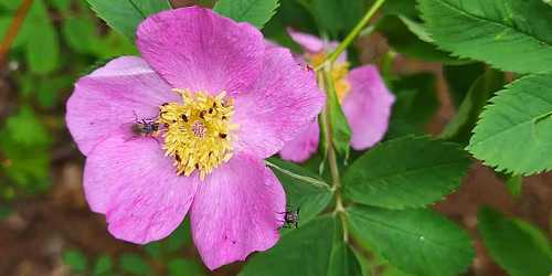 Native Seed Giveaway (Hintonburg)