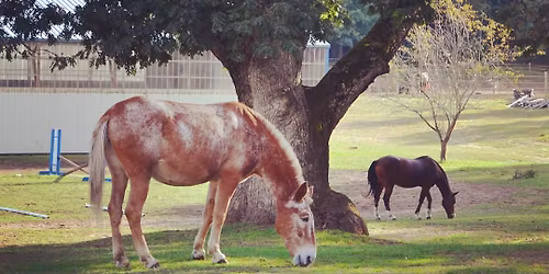 Legacy Equine Center and Sanctuary Grand Opening and Ribbon Cutting