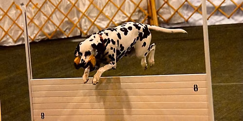 GLTC AKC Obedience & Rally Trial