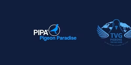 Tom Van Gaver - Hybrid Auction