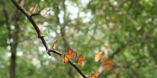 19th Annual Minneapolis Monarch Festival: Festival de la Monarca