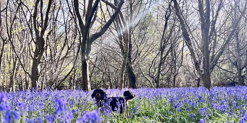 30th May: Felted Bluebell woods