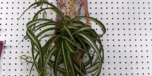 Macrame workshop by FoxeRaine Design