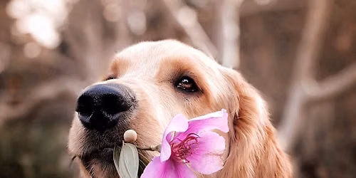 All Ages Basic Manners (puppies and adults)