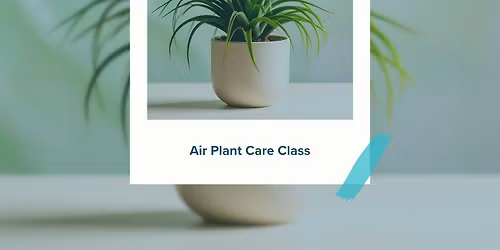 Air Plant Care Class