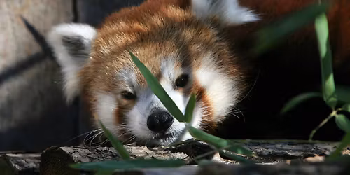 Wild at Twilight (21+ only)