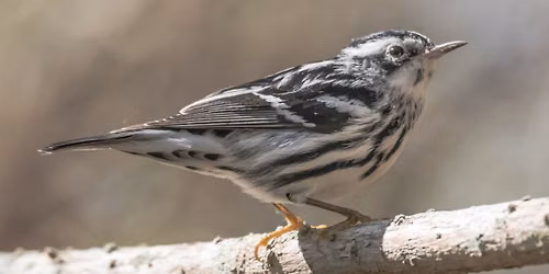 Wings Over Lake Erie: Fall Bird Migration Hike